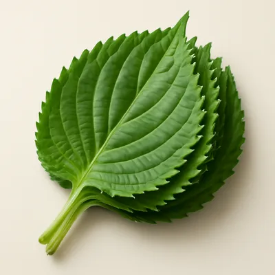 Perilla Leaves