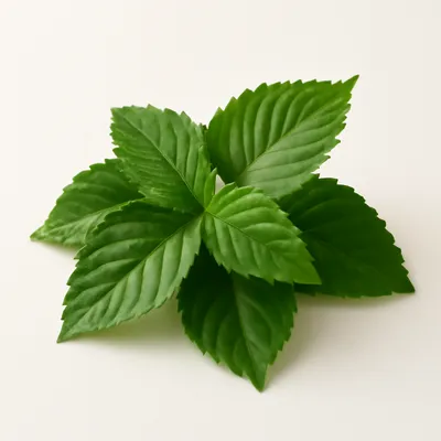 Molokhia Leaves