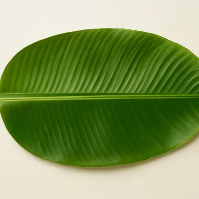 Banana Leaf