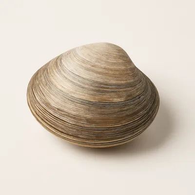 Clam