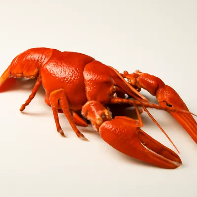 Crayfish