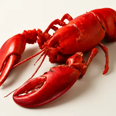 Lobster