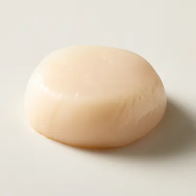 Scallop