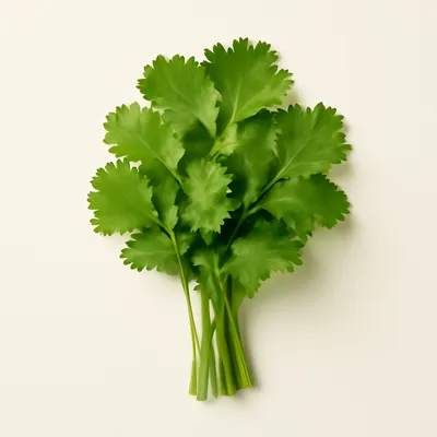 Cilantro