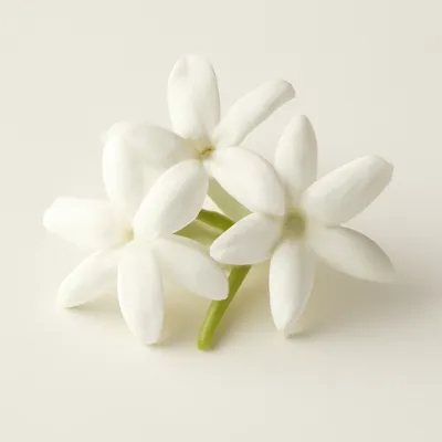 Jasmine