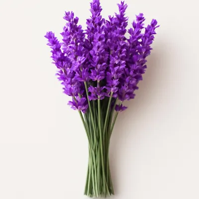 Lavendar
