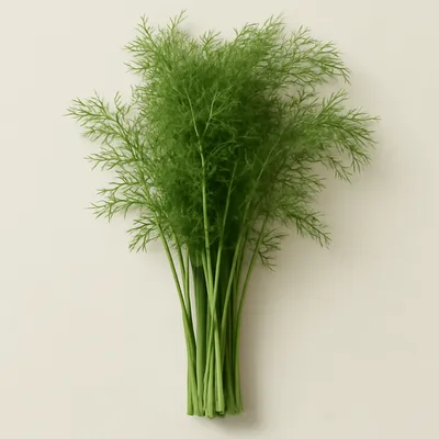 Wild Fennel