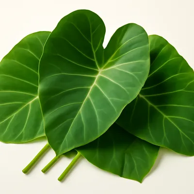 Colocasia Leaves