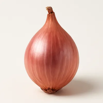 Shallot
