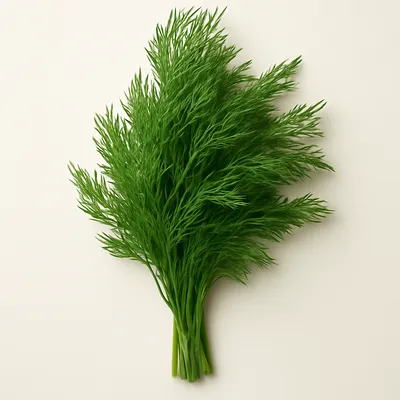 Dill
