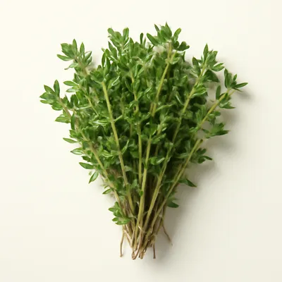 Thyme