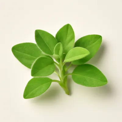 Marjoram