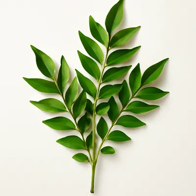 Curry Leaf