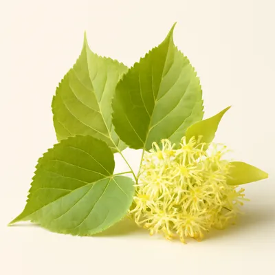 Silver linden