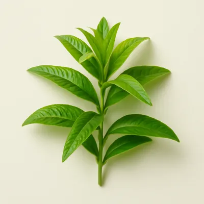 Lemon verbena