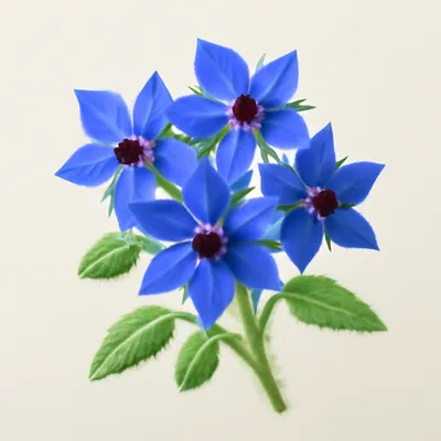 Borage
