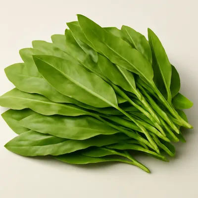 Sorrel