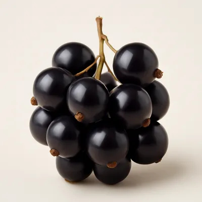 Buffalo currant