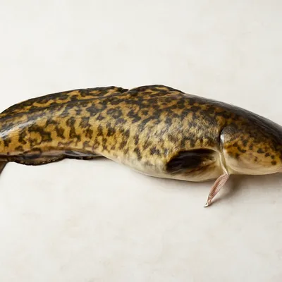 Burbot