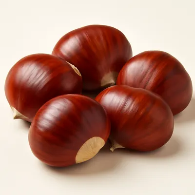 European chestnut