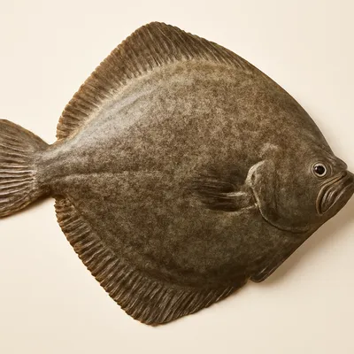 Turbot