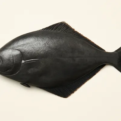 Hippoglossus