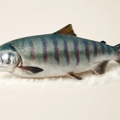 Chum salmon