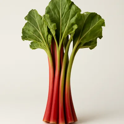 Alaska wild rhubarb