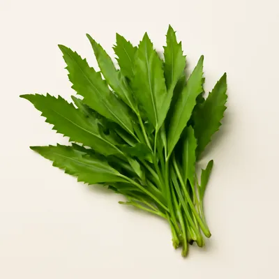 Epazote