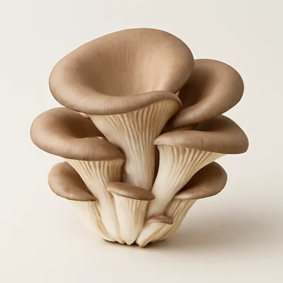 Oyster mushroom