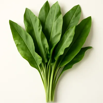 Sourdock