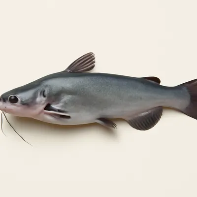 Catfish