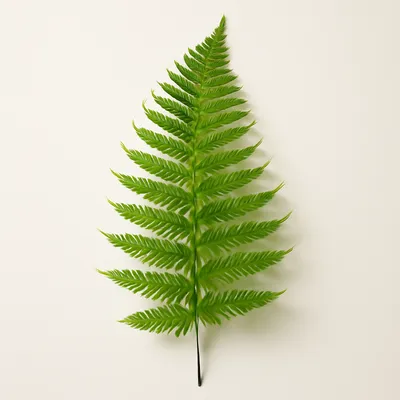 Tree fern