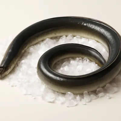 Eel