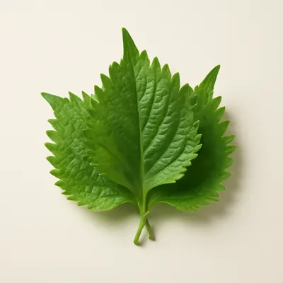 Shiso