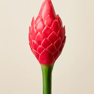 Torch Ginger