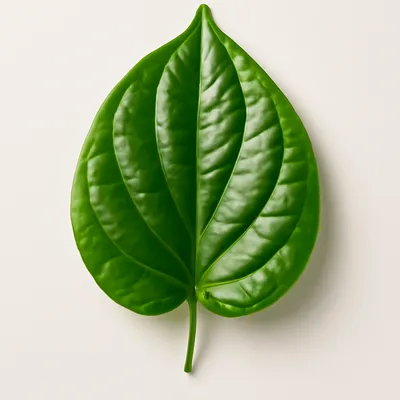Betel Leaf