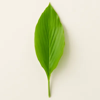 Turmeric Leaf