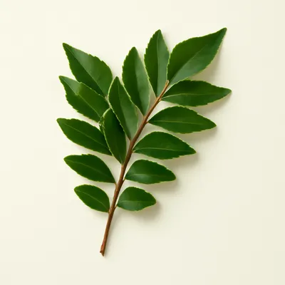 Curry Leaves