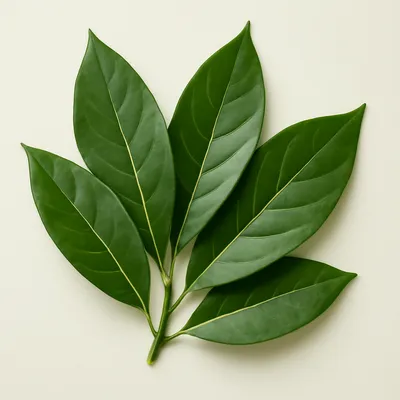 Avocado Leaf